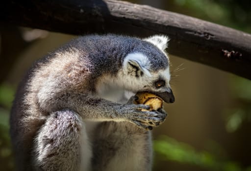 Close-up portrait of lemur catta (ring tailed lemur) eating fruit