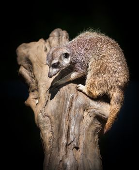 Suricata suricatta. Suricata sitting on an old dried-up tree