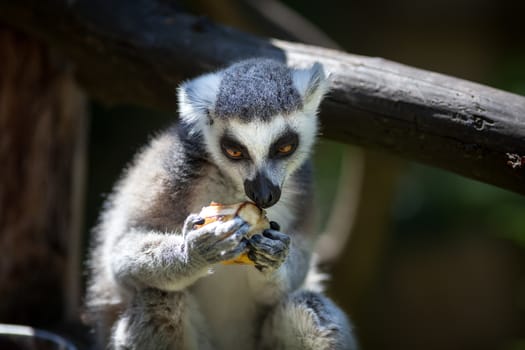 Close-up portrait of lemur catta (ring tailed lemur) eating fruit