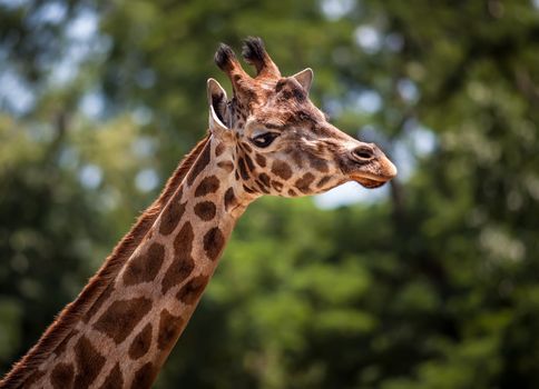 Portrait of a young giraffe on soft nature background