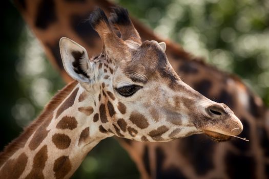 Portrait of a young giraffe on soft nature background