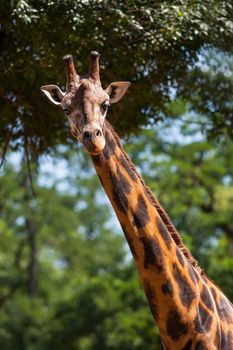 Portrait of a young giraffe on soft nature background