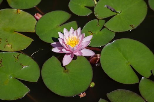 Beautiful water lily on the water's surface