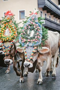 Decorated Cows going through a village in Tyrol, Austria