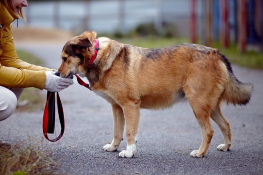 The red not purebred dog costs on the road. Not purebred dog. Doggie on walk. The large not purebred mongrel.