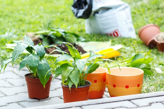 detail of green flowers, plants in pot outdoor