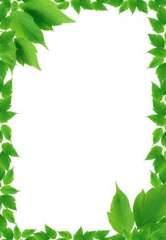 Beautiful picture frame made from green leaves on white background