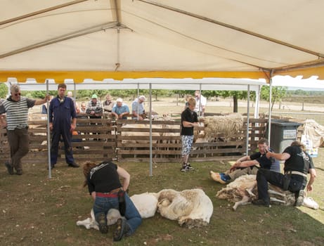  shearing a sheep at the annual sheep shearing  in Ermelo, Holland. The sheeps wool is used for weavig and making clothes