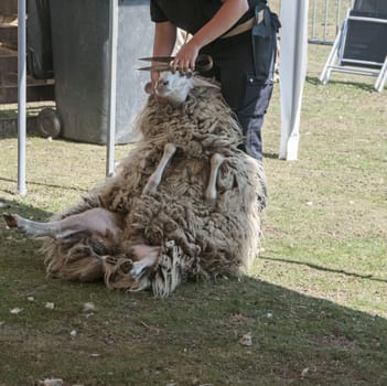  shearing a sheep at the annual sheep shearing  in Ermelo, Holland. The sheeps wool is used for weavig and making clothes