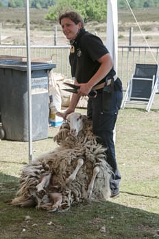  shearing a sheep at the annual sheep shearing  in Ermelo, Holland. The sheeps wool is used for weavig and making clothes