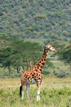 Giraffe on the Serengeti national park Tanzania country East Africa