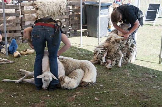  shearing a sheep at the annual sheep shearing  in Ermelo, Holland. The sheeps wool is used for weavig and making clothes