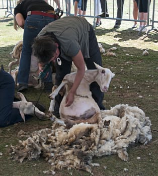  shearing a sheep at the annual sheep shearing  in Ermelo, Holland. The sheeps wool is used for weavig and making clothes