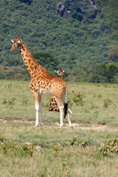 Giraffe on the Serengeti national park Tanzania country East Africa