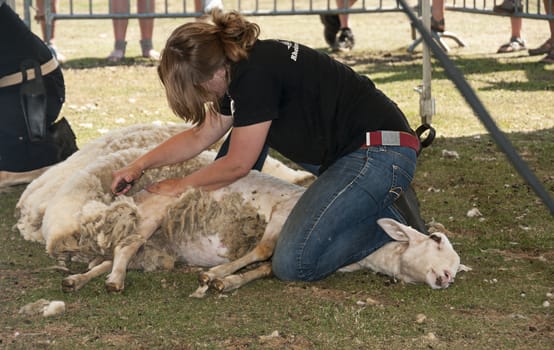  shearing a sheep at the annual sheep shearing  in Ermelo, Holland. The sheeps wool is used for weavig and making clothes