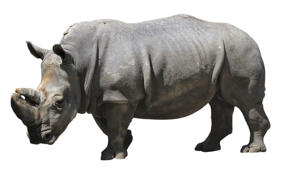 Rhino isolated over white