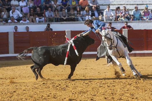 Pozoblanco, Cordoba province, SPAIN - 25 september 2011: Spanish bullfighter on horseback Pablo Hermoso de Mendoza bullfighting on horseback playing the head of the bull with his hand in Pozoblanco, Cordoba province, Andalusia, Spain