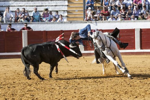 Pozoblanco, Cordoba province, SPAIN- 25 september 2011: Spanish bullfighter on horseback Pablo Hermoso de Mendoza bullfighting on horseback playing the head of the bull with his hand in Pozoblanco, Cordoba province, Andalusia, Spain