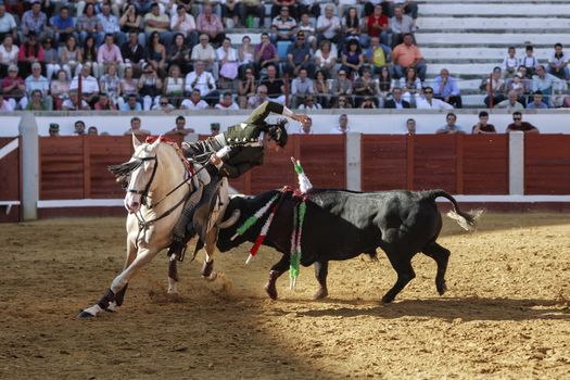 Pozoblanco, Cordoba province, SPAIN - 14 august 2011: Spanish bullfighter on horseback Diego Ventura putting the bull banderillas, bull fixes its horns in the rear part of the horse, in Pozoblanco, Cordoba province, Andalusia, Spain