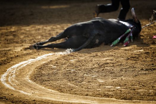 Dragging of the bull died after the fight in the bullring of Pozoblanco, province of Cordoba, Spain