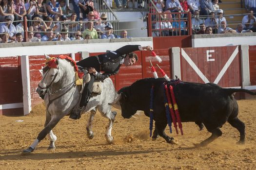 Pozoblanco, Cordoba province, SPAIN - 14 august 2011: Spanish bullfighter on horseback Leonardo Hernandez putting the bull banderillas in Pozoblanco, Cordoba province, Andalusia, Spain