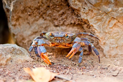 large crab on the beach between the rocks