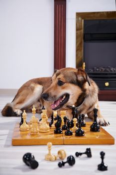 Dog and chess against a fireplace. Clever dog. Game in chess.