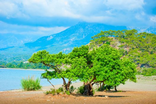 beautiful landscape with a green tree