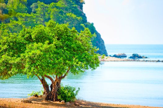 Green tree on a rocky beach
