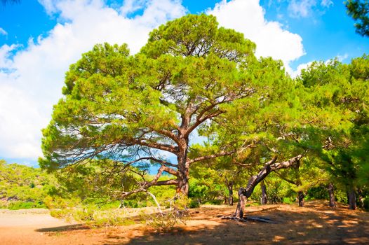 Branchy pine in forest summer