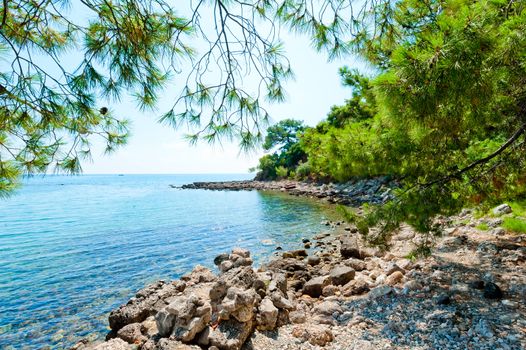 beautiful rocky shore and pine