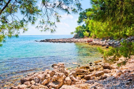 rocky beach and a picturesque pine forest