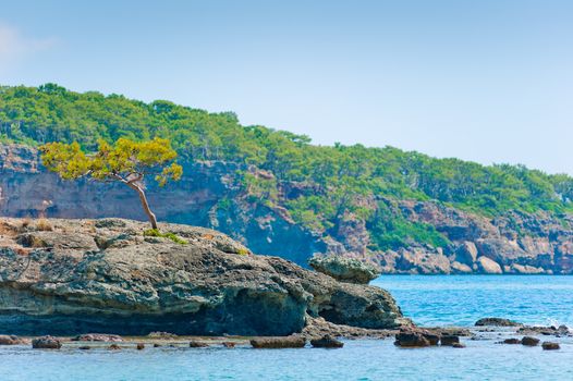 lone pine tree growing on a rock near the sea