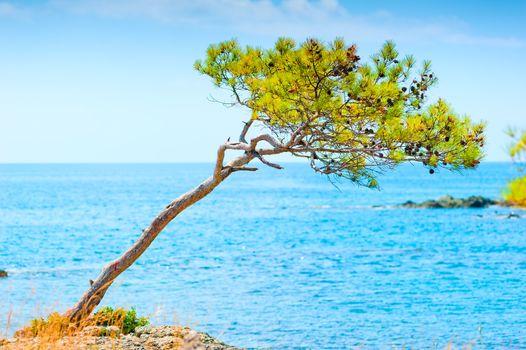 Rare pine cones on a rock by the sea