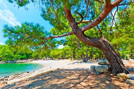 curve pine trunk in the sea bay