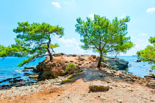 beautiful pines grow on the peninsula