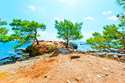 pine growing on a rocky seashore