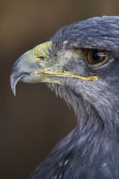 Close up view of a Black-chested Buzzard-Eagle's head .