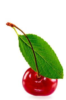 green leaf and juicy ripe cherries