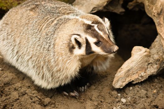 Badger roams a short distance from his burrow and roots around for worms and grubs