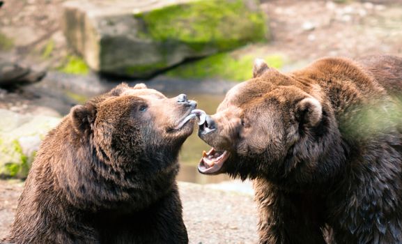 Brown Bears growl at each other while appearing to play and bond in partnership