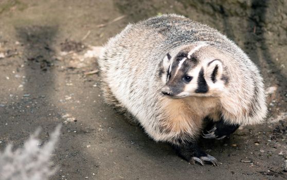Badger roams a short distance from his burrow and roots around for worms and grubs