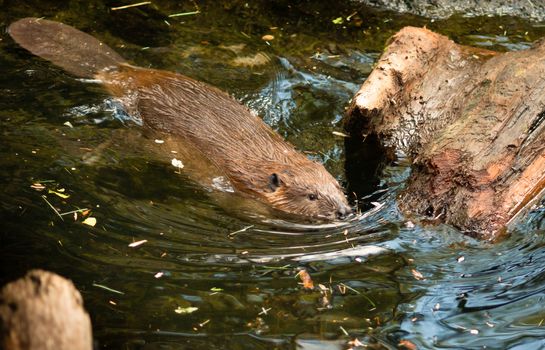 A Beaver swims around gathering wood for his lodge