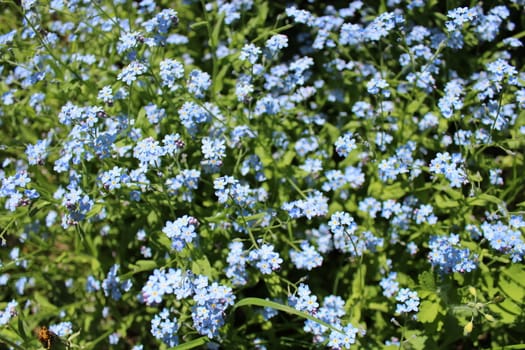 image of beautiful bed with blue fogot-me-not