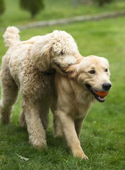 Two full size dogs play fetch the ball together