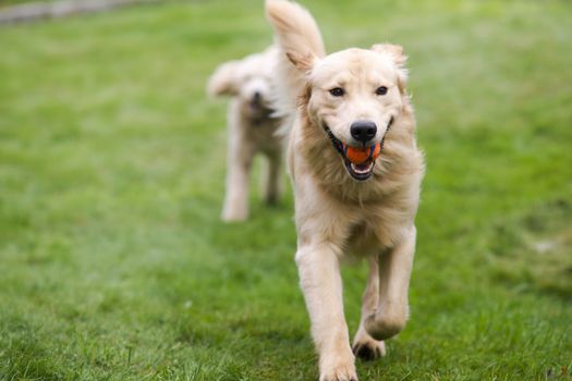 Two full size dogs play fetch the ball together