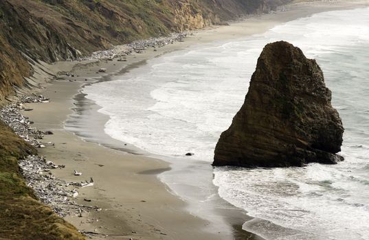 Pacific Ocean coast scene beach driftwood