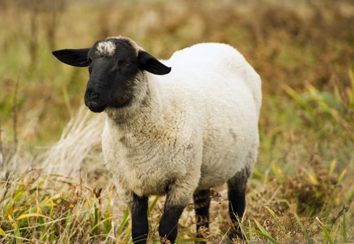 Domestic sheep grazing the day away on an Oregon ranch