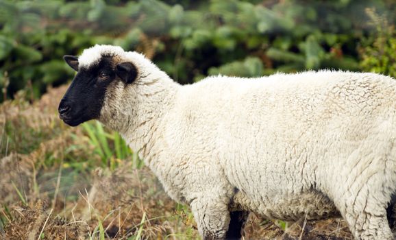 Domestic sheep grazing the day away on an Oregon ranch