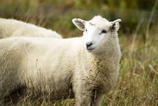 Domestic sheep grazing the day away on an Oregon ranch